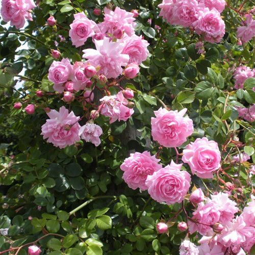 Rosen Gärtnerei - floribundarosen - rosa - Rosa Nagyhagymás - duftlos - Márk Gergely - Die Blütezeit beginnt in der ersten Junihälfte und dauert bis zum Herbst fast ununterbrochen an. Sie ist gegen Krankheiten tolerant, verträgt die Trockenheit und ist fr
